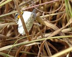 Image of Sara Orangetip