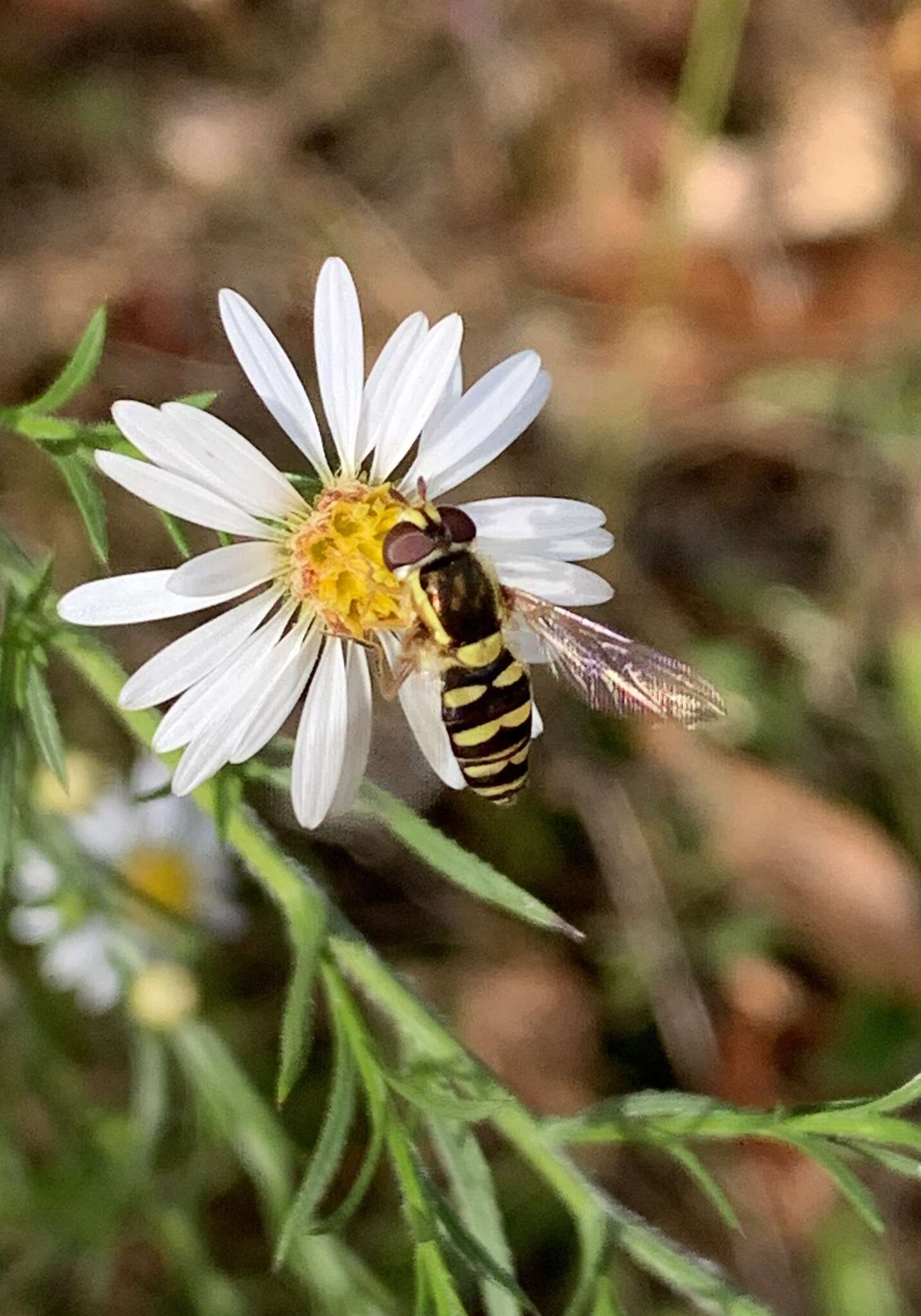 <i>Epistrophella emarginata</i> resmi