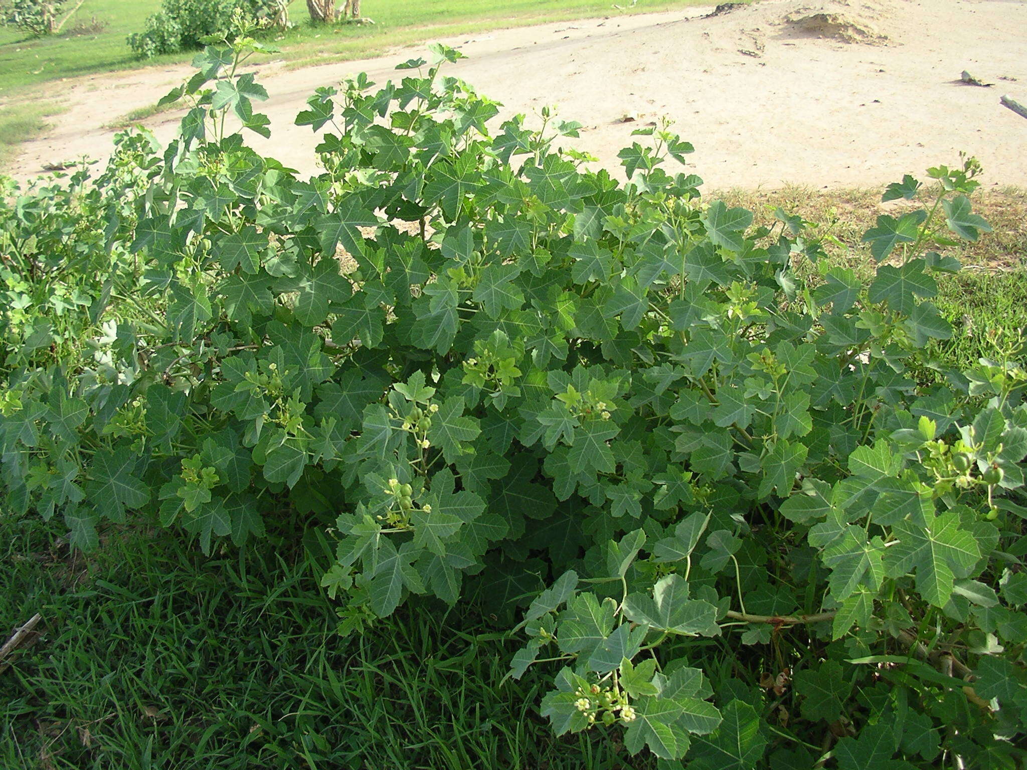 Image of Jatropha chevalieri Beille