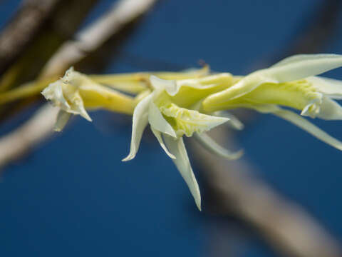 Image of Dendrobium kratense Kerr