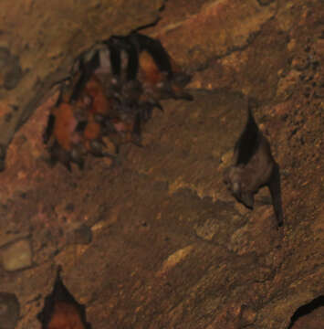 Image of Rufous Horseshoe Bat