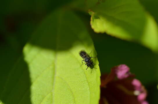 Hylaeus modestus Say 1837 resmi