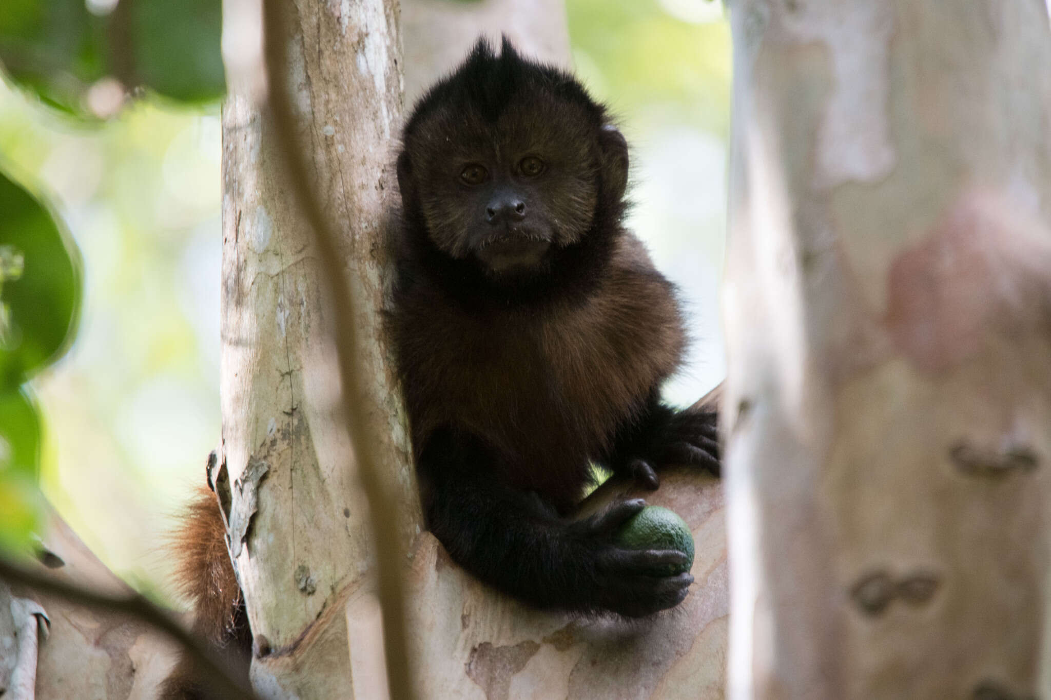 Image of Crested Capuchin