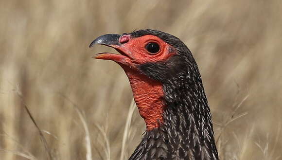 Image of Swainson's Spurfowl