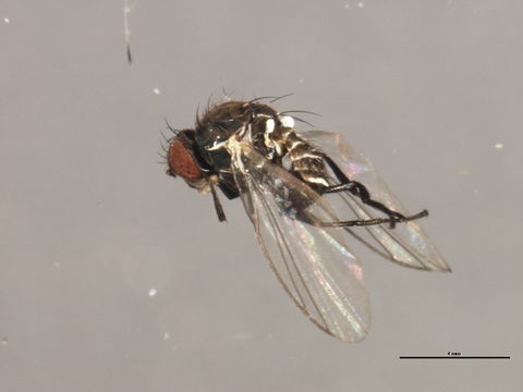 Image of <i>Phytomyza evanescens</i> Hendel 1920