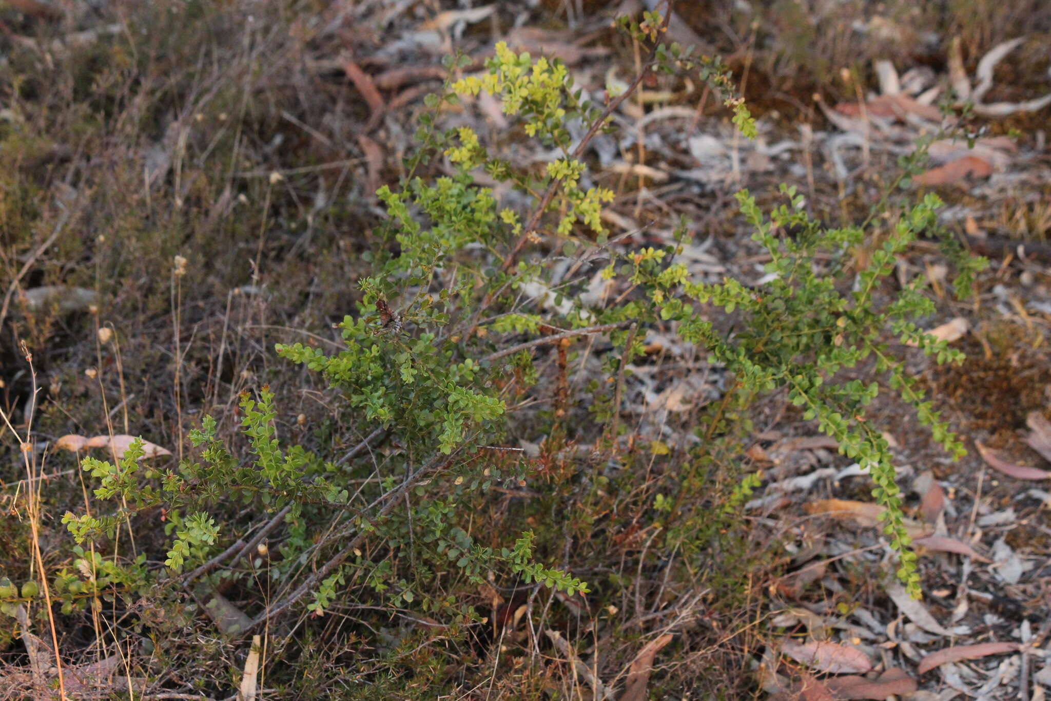 Image of gold-dust acacia