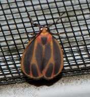 Image of Painted Lichen Moth