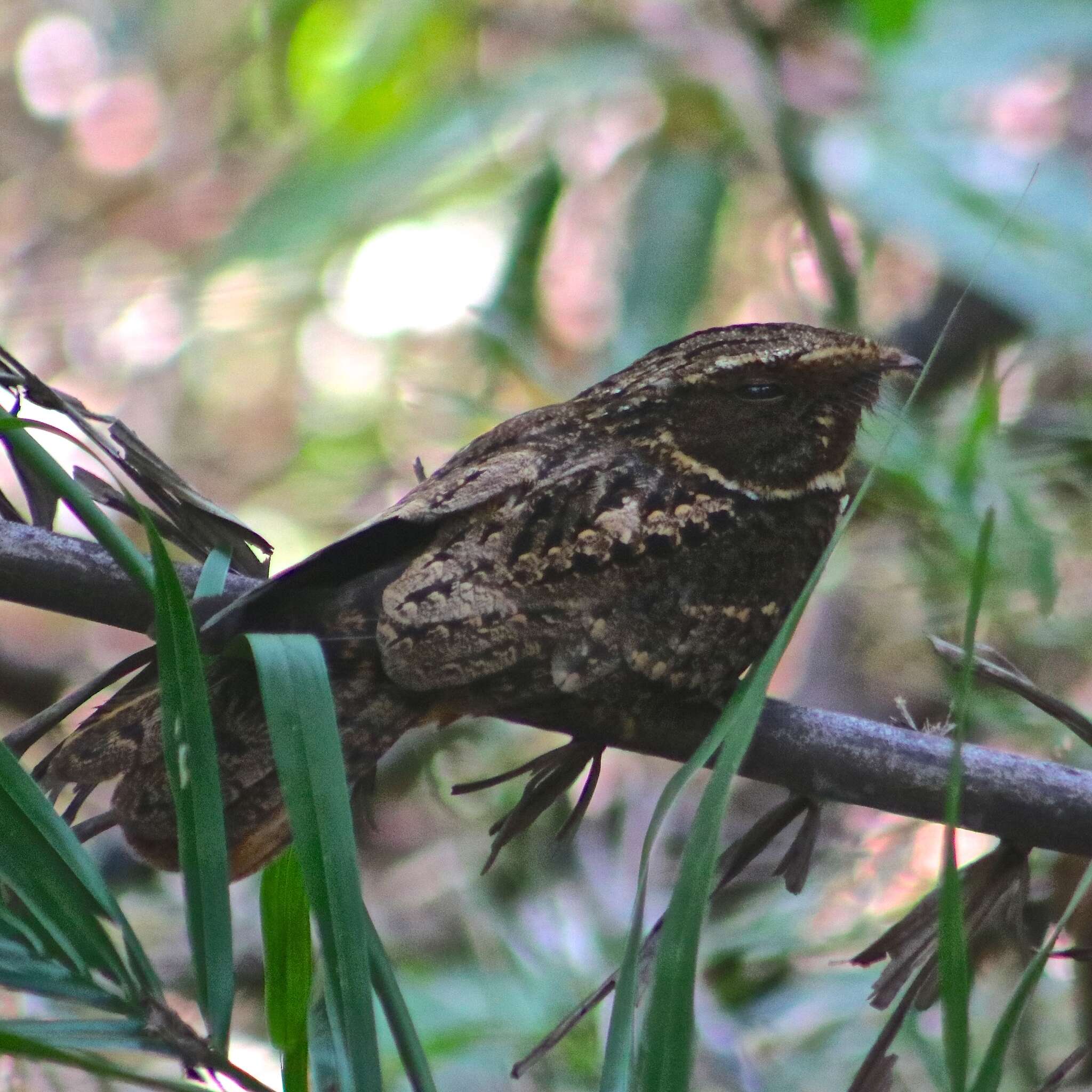 Image of Rufous Nightjar