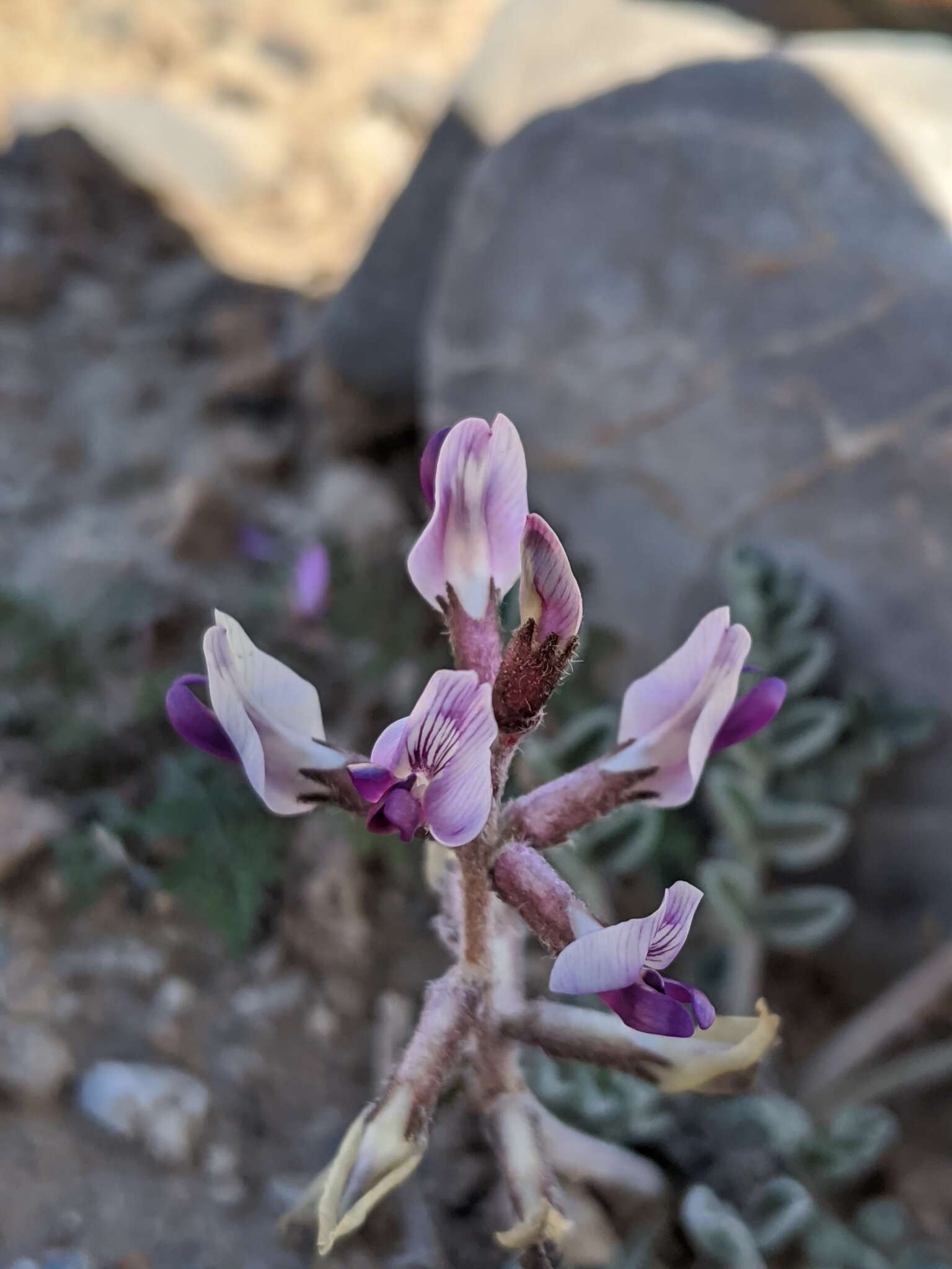 Sivun Astragalus tidestromii (Rydb.) Clokey kuva