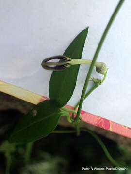 Image of Ceropegia linearis subsp. linearis