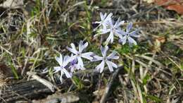 Image of cleft phlox