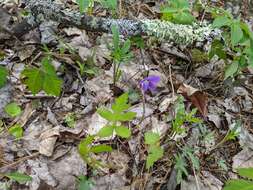 Image of Northern Coastal Violet