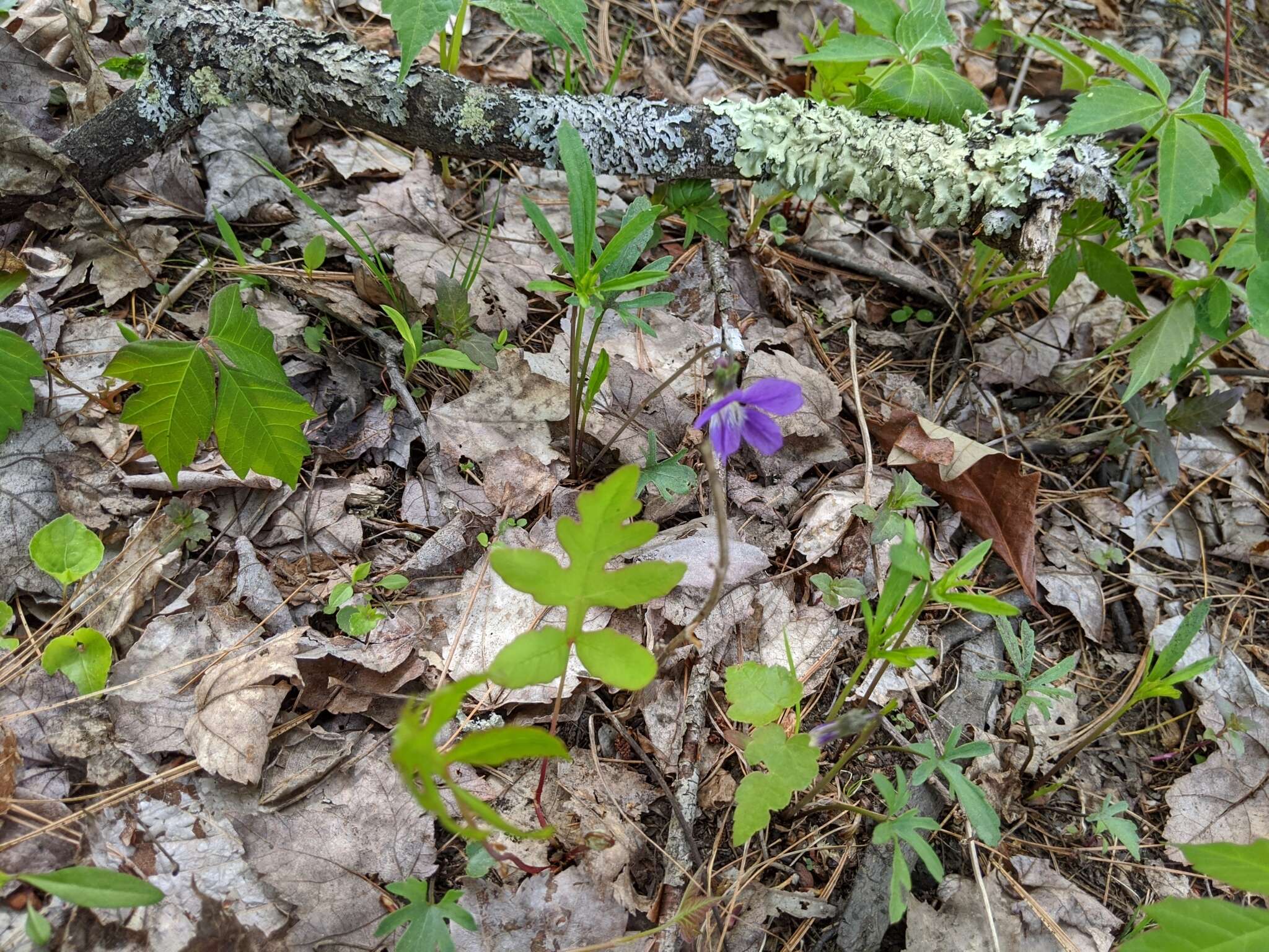 Image of Northern Coastal Violet