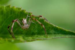 Image of Swift Crab Spider