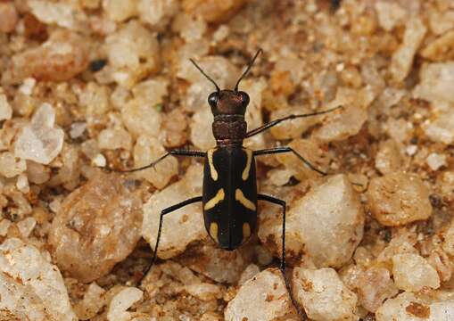 Image of Cicindela (Ancylia) ceylonensis W. Horn 1892