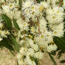 Imagem de Eucalyptus strzeleckii K. Rule