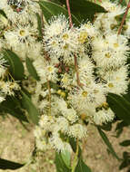 Imagem de Eucalyptus strzeleckii K. Rule