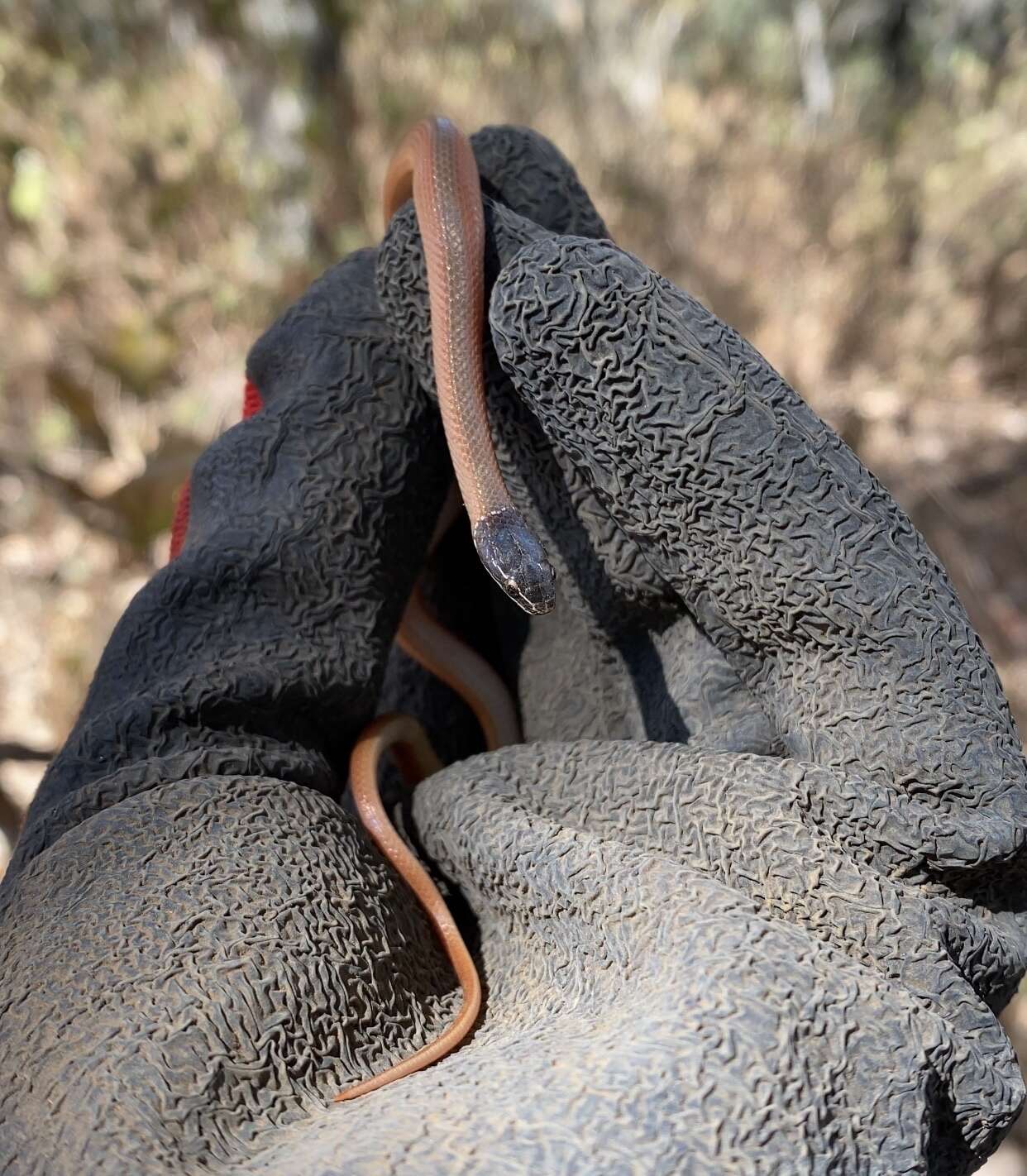 Image of Crowned Graceful Brown Snake