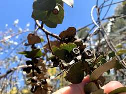 Image of Silver-leaved Mountain Gum