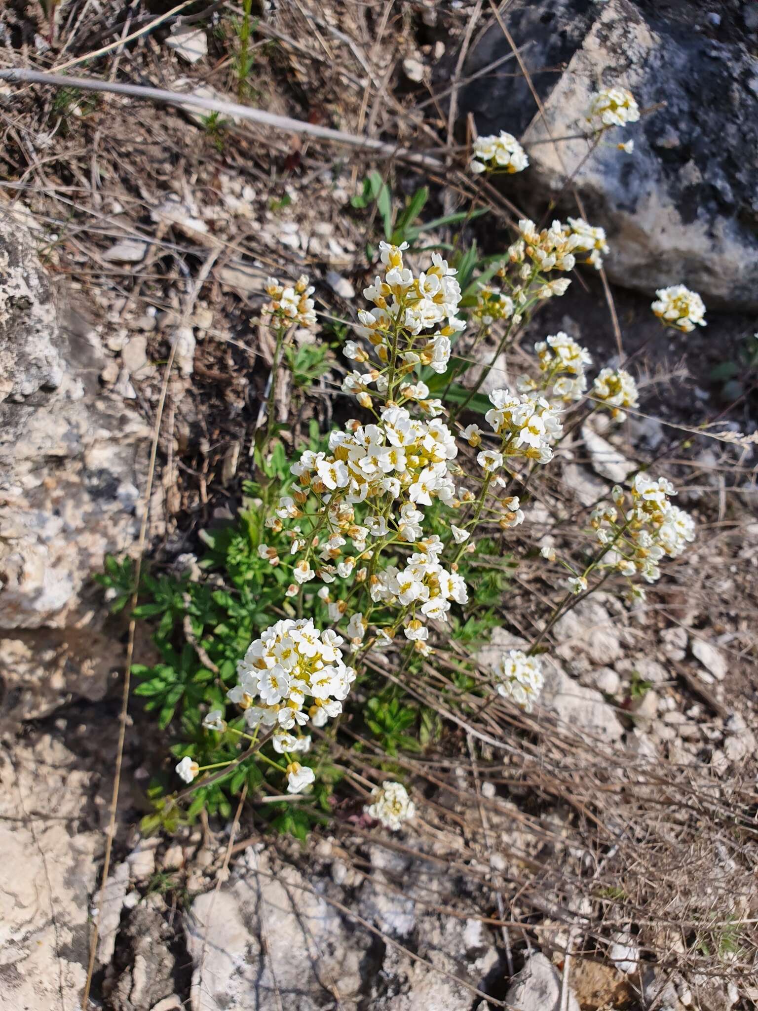 Image of Schivereckia podolica (Besser) Andrz.