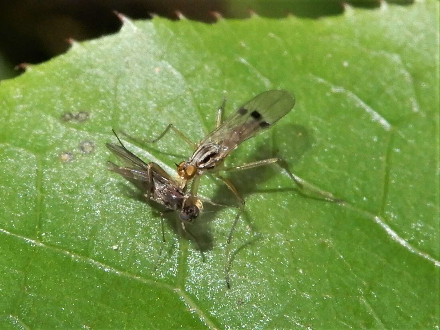 Image of Chelipoda mirabilis Collin 1928