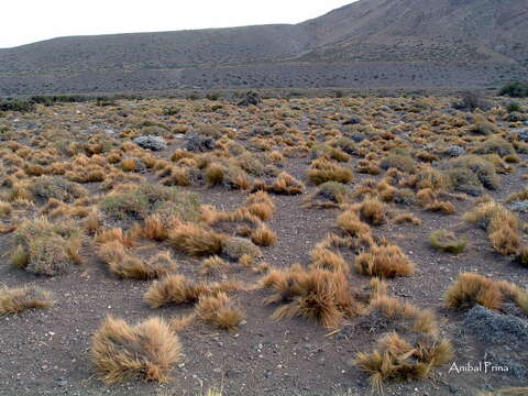 Plancia ëd Pappostipa humilis (Cav.) Romasch.