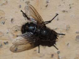 Image of Black-based cluster fly