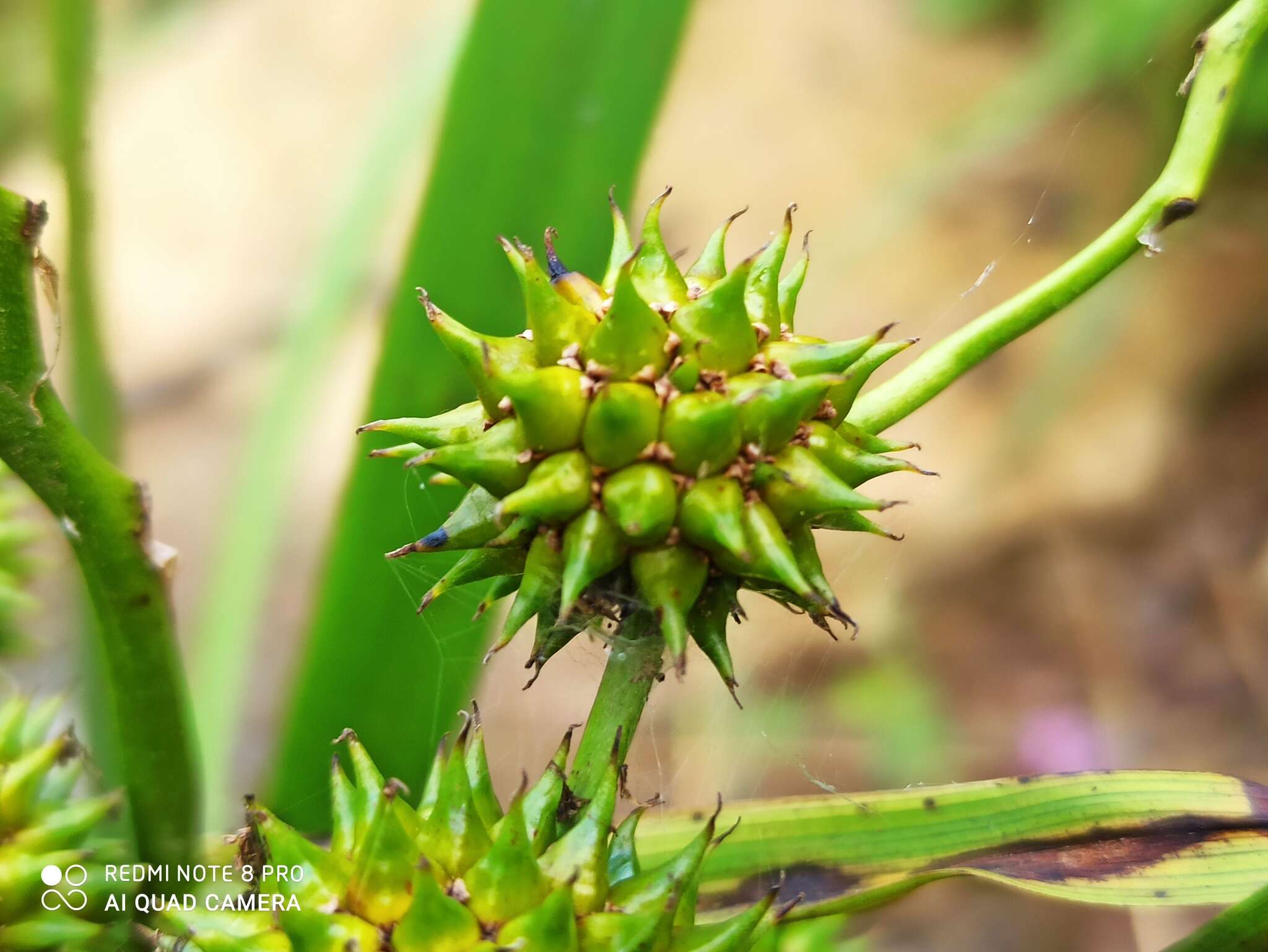 Image de Sparganium erectum subsp. neglectum (Beeby) K. Richt.