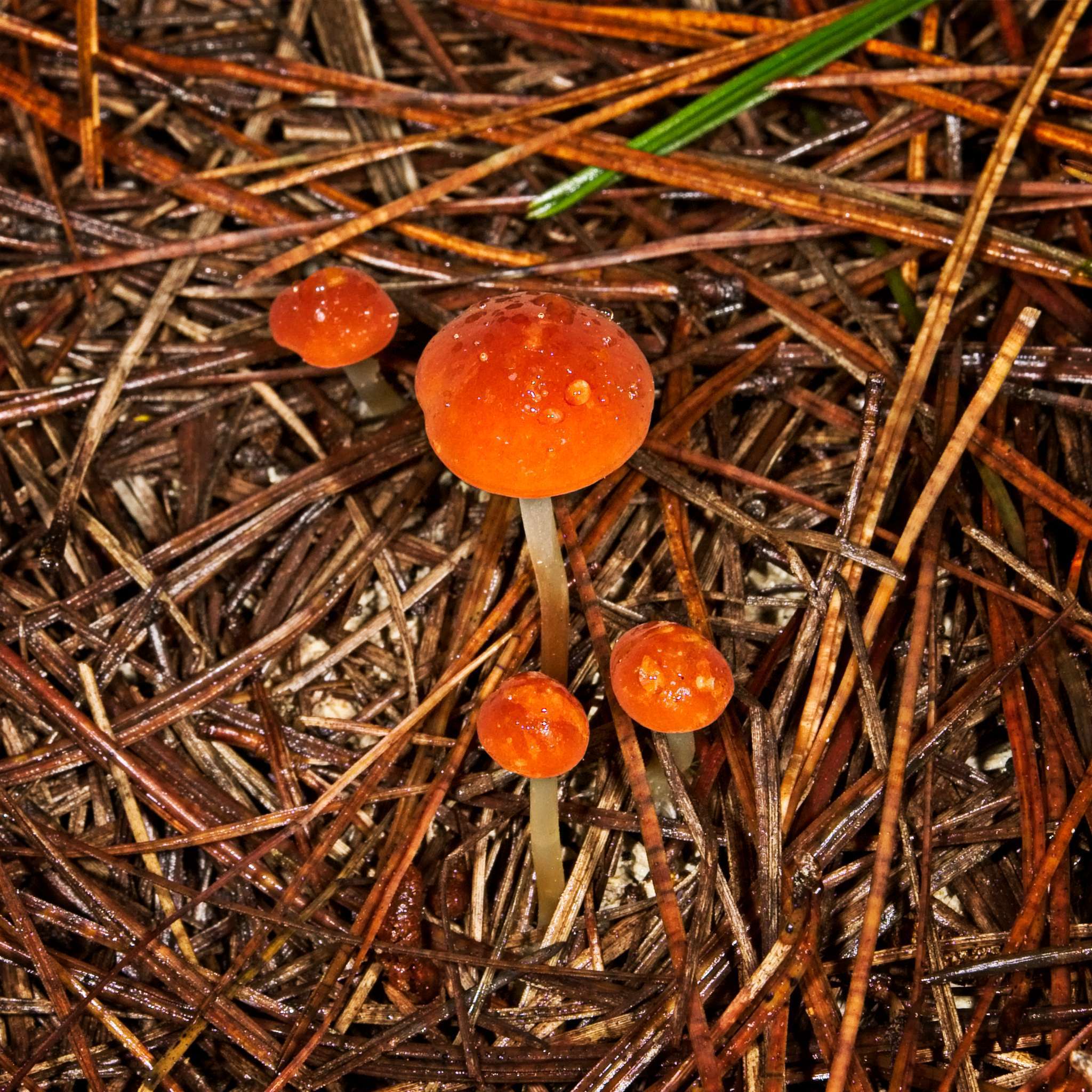 Image of Marasmius elegans (Cleland) Grgur. 1997