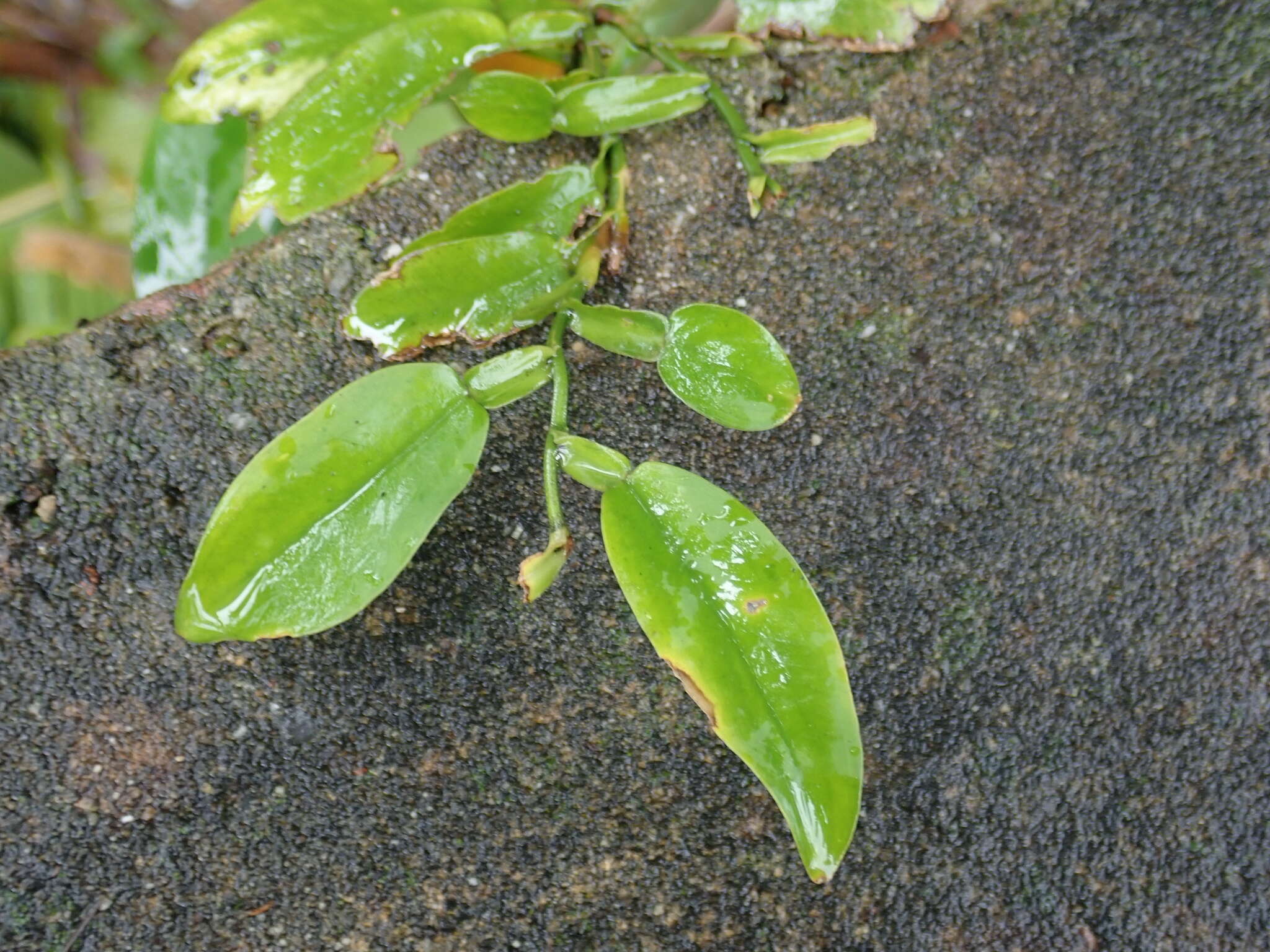 Image of Pothos chinensis (Raf.) Merr.