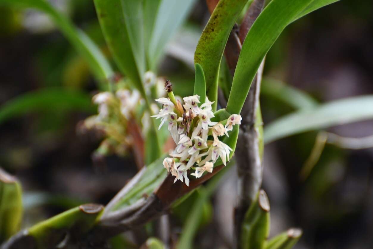 Image of Maxillaria densa Lindl.