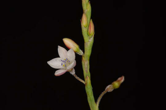 Image of Oxygonum alatum Burch.