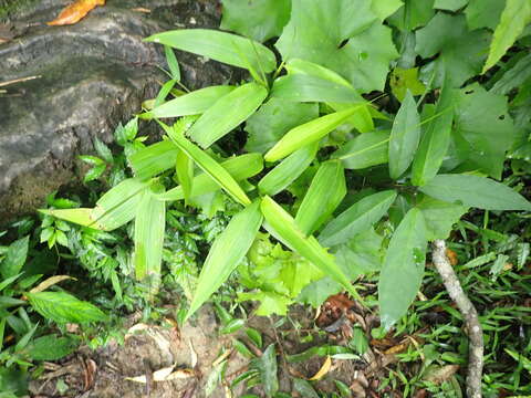 Image of bamboo-leaf