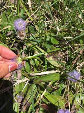 Image de Globularia nudicaulis L.