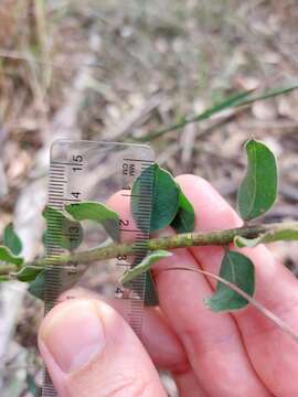 Image of Acacia cremiflora B. J. Conn & Tame