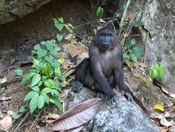 Image of Celebes Macaque