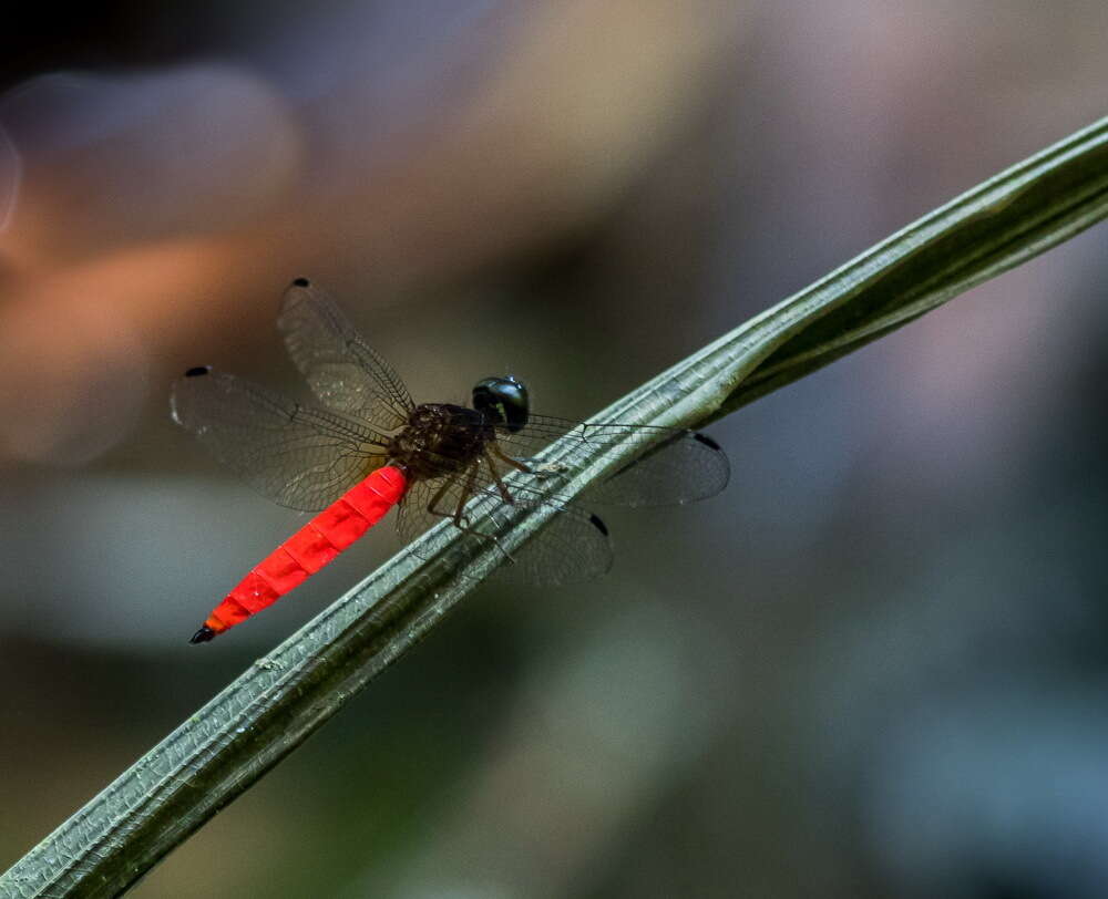 Image of Lyriothemis biappendiculata (Selys 1878)