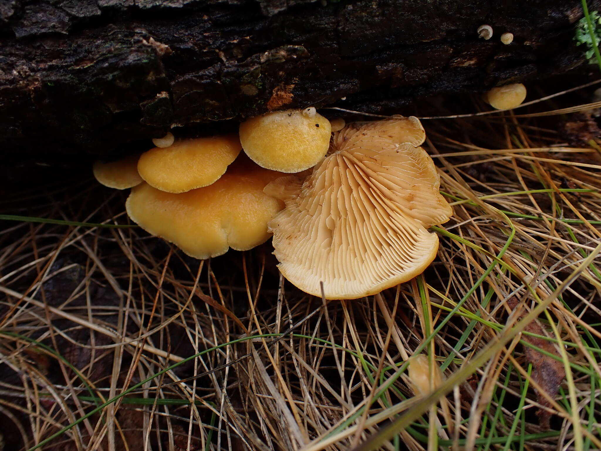 Image of Crepidotus croceotinctus Peck 1887