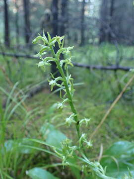 Слика од Platanthera fuscescens (L.) Kraenzl.