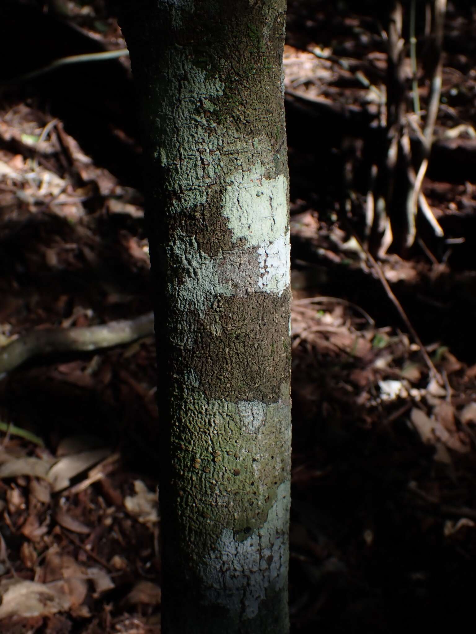 Image of Symplocos cochinchinensis subsp. thwaitesii (F. Muell.) Nooteb.