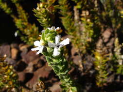 Plancia ëd Oftia africana (L.) Bocq. ex Baill.