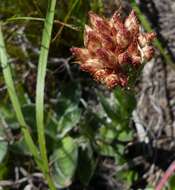 Image de Helichrysum spiralepis Hilliard & Burtt