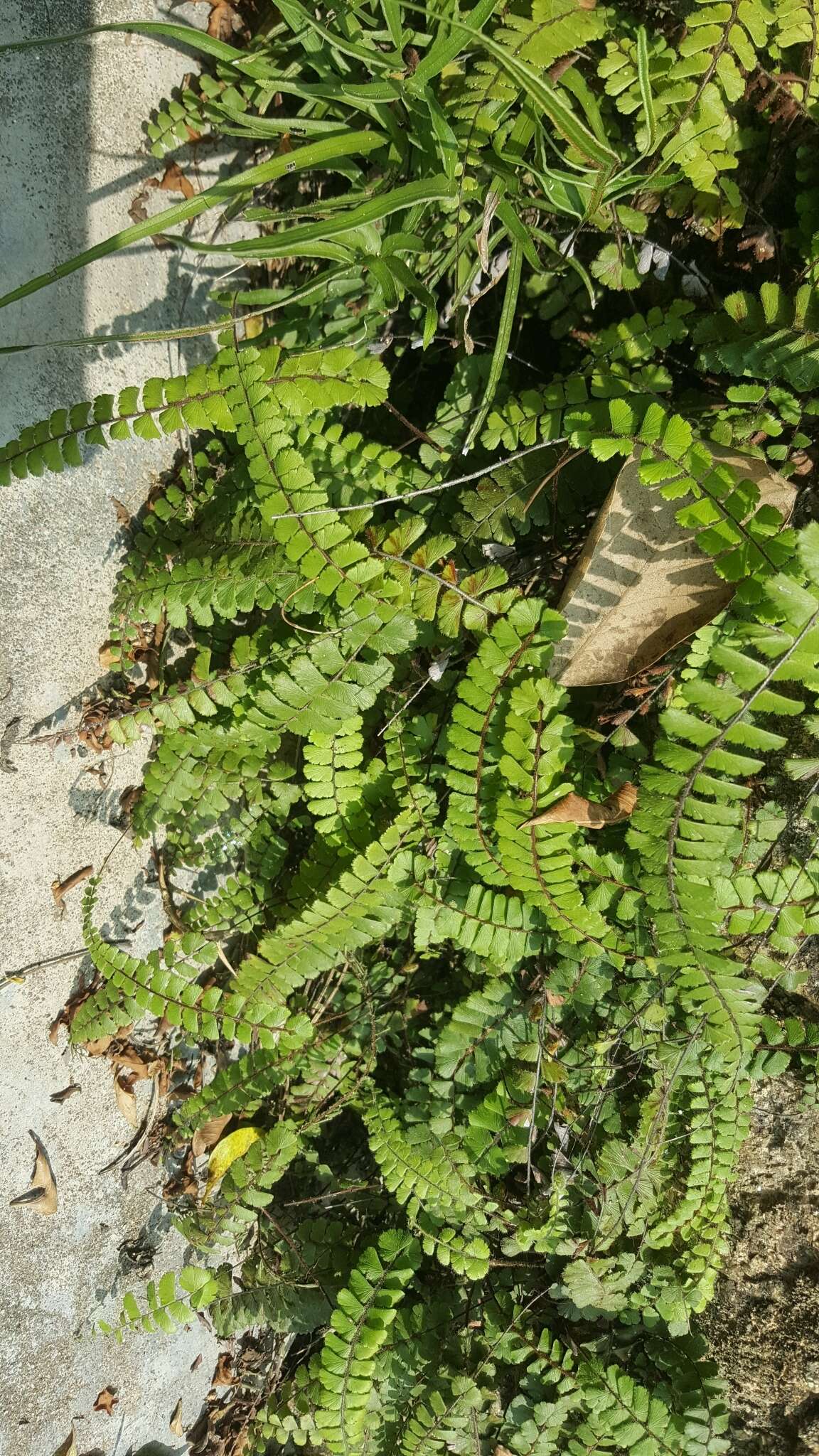 Adiantum ciliatum Bl.的圖片