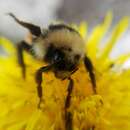 Image of <i>Bombus monticola rondoui</i>