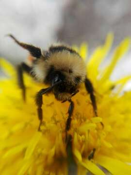 Слика од <i>Bombus monticola rondoui</i>