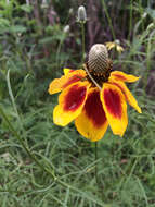 Image of Mexican hat