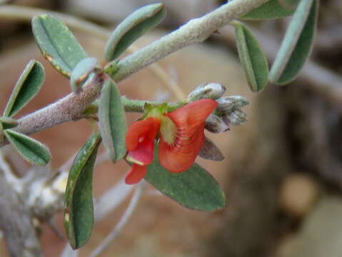 Image of Indigofera sessilifolia DC.