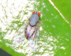 Image of Luzonimyia cineracea Bock 1982