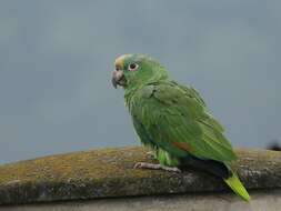 Image of Yellow-crowned Parrot, Yellow-crowned Amazon