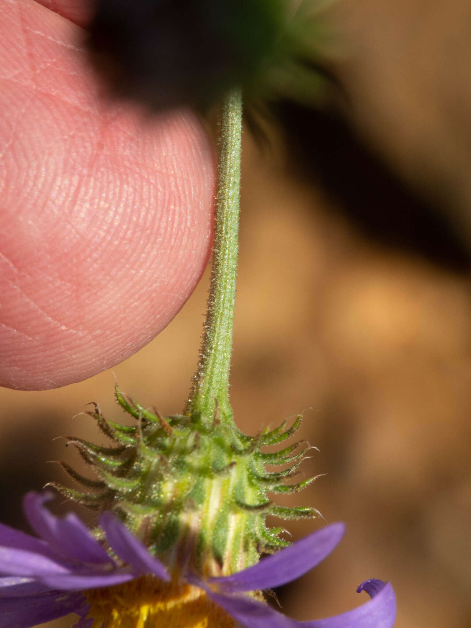 Imagem de Dieteria asteroides var. glandulosa (B. L. Turner) D. R. Morgan & R. L. Hartman